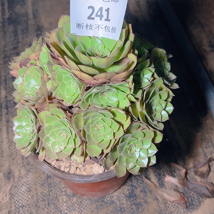 241桃花石多肉植物