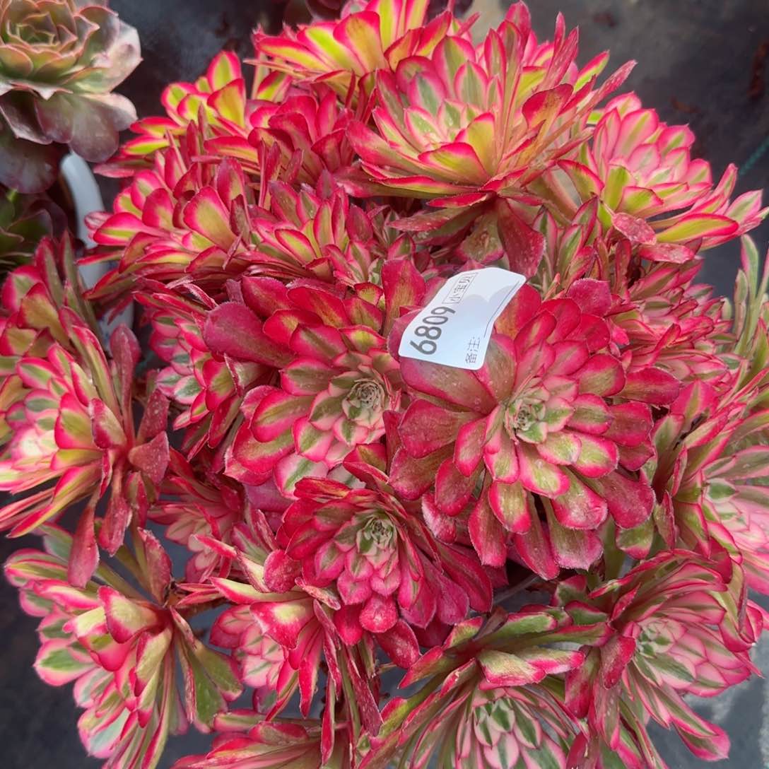 6809红铜多肉多肉无主头