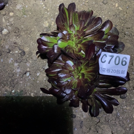 706欧若拉缀多肉植物