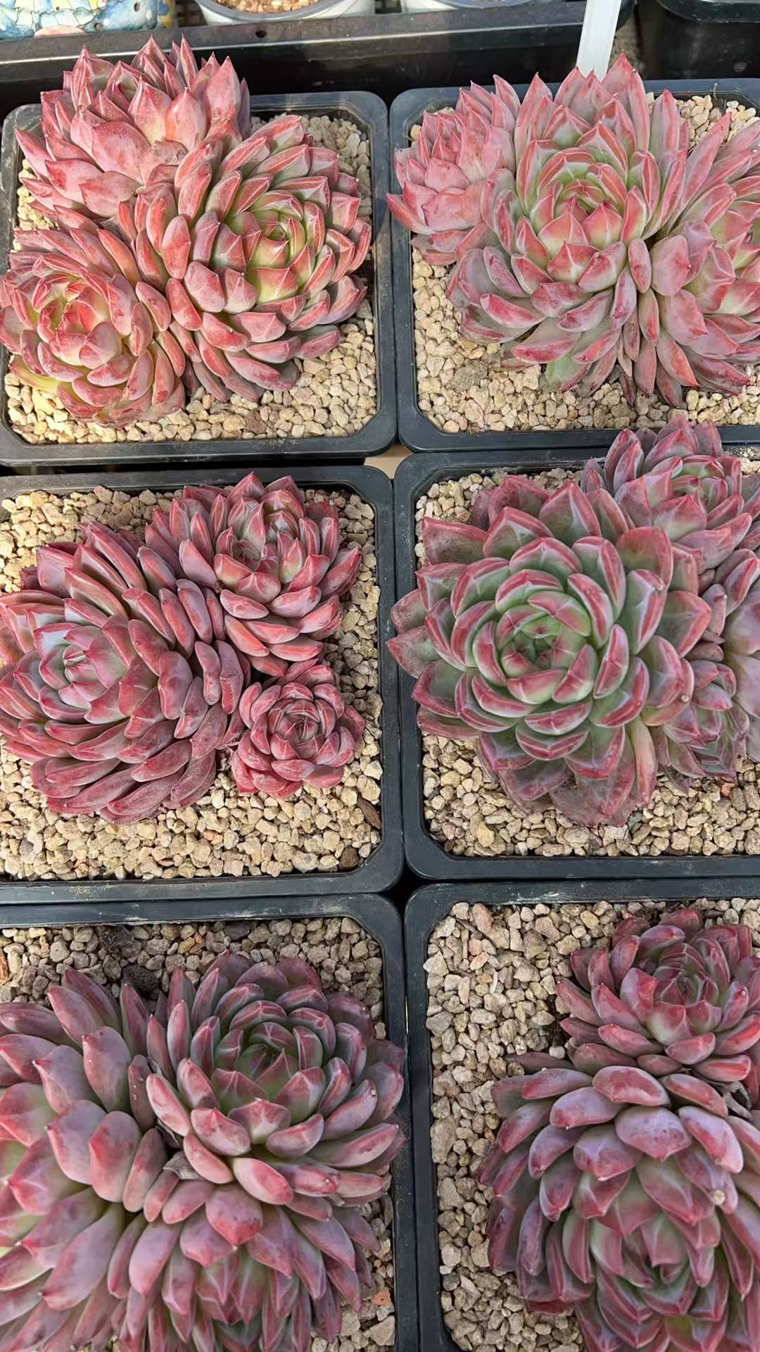 控养红鸾3头     多肉绿植