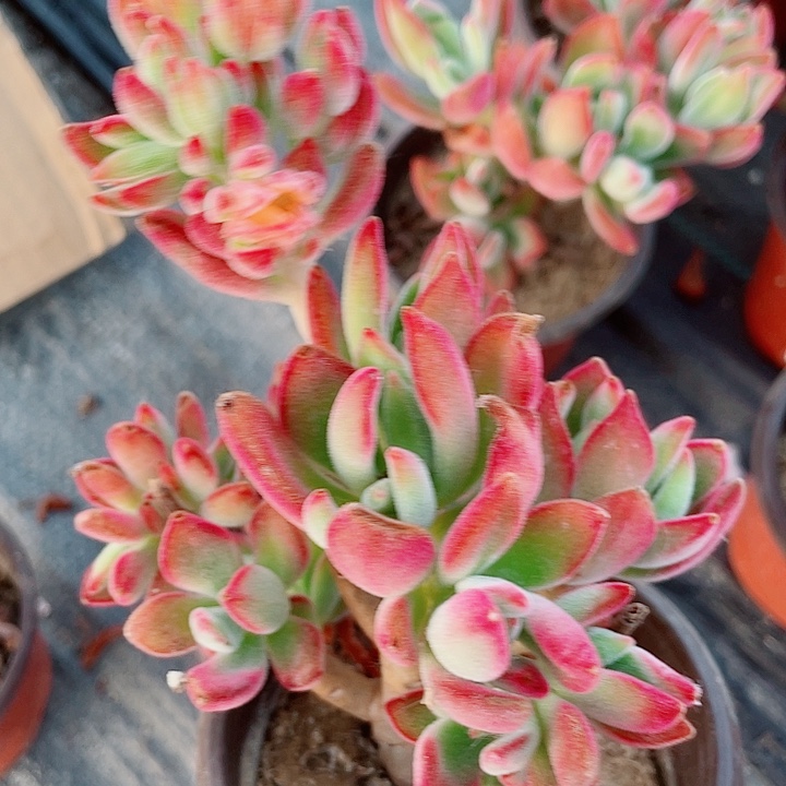 锦晃星锦满25包邮