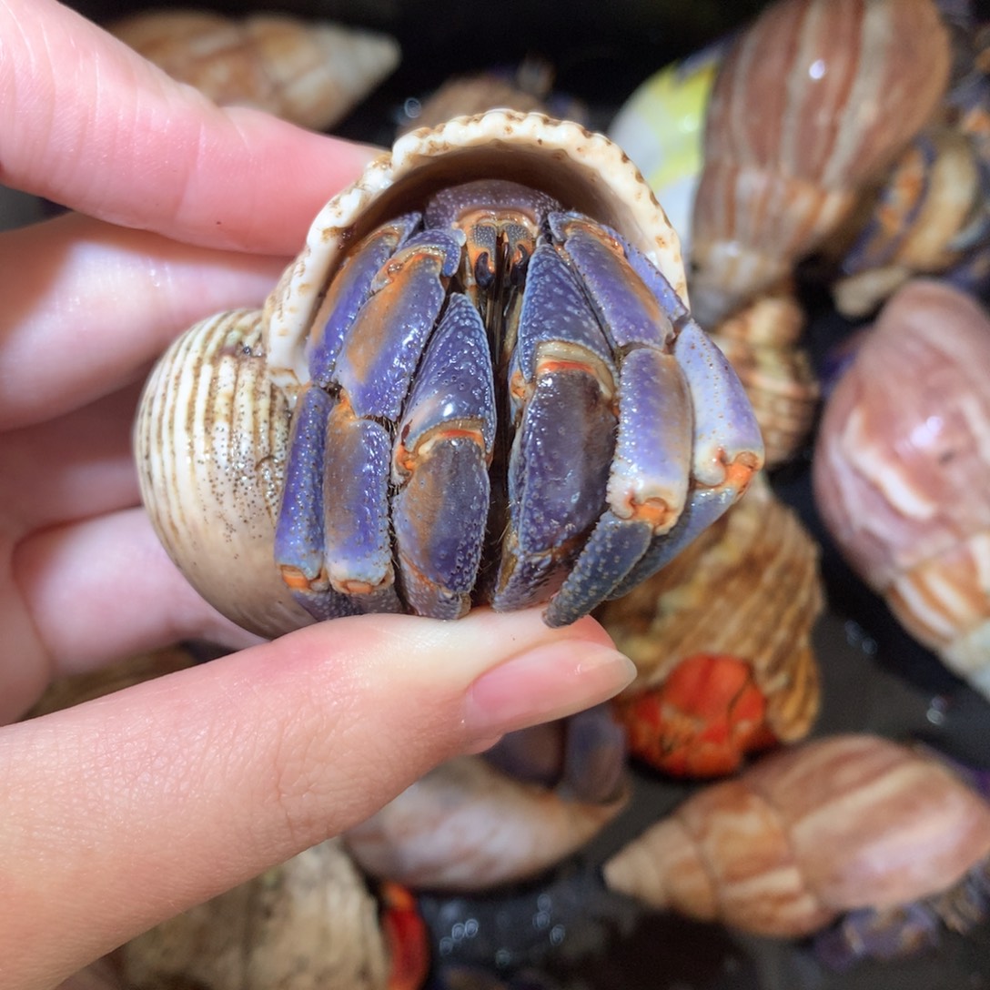 3.2紫橘大紫陆缺尖不退不换