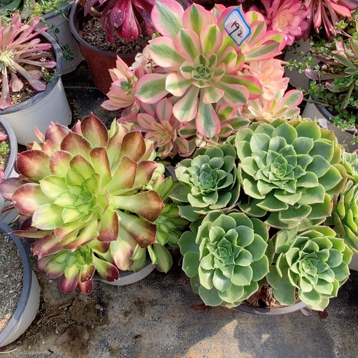 192粉女巫，韶华，圣罗兰多肉