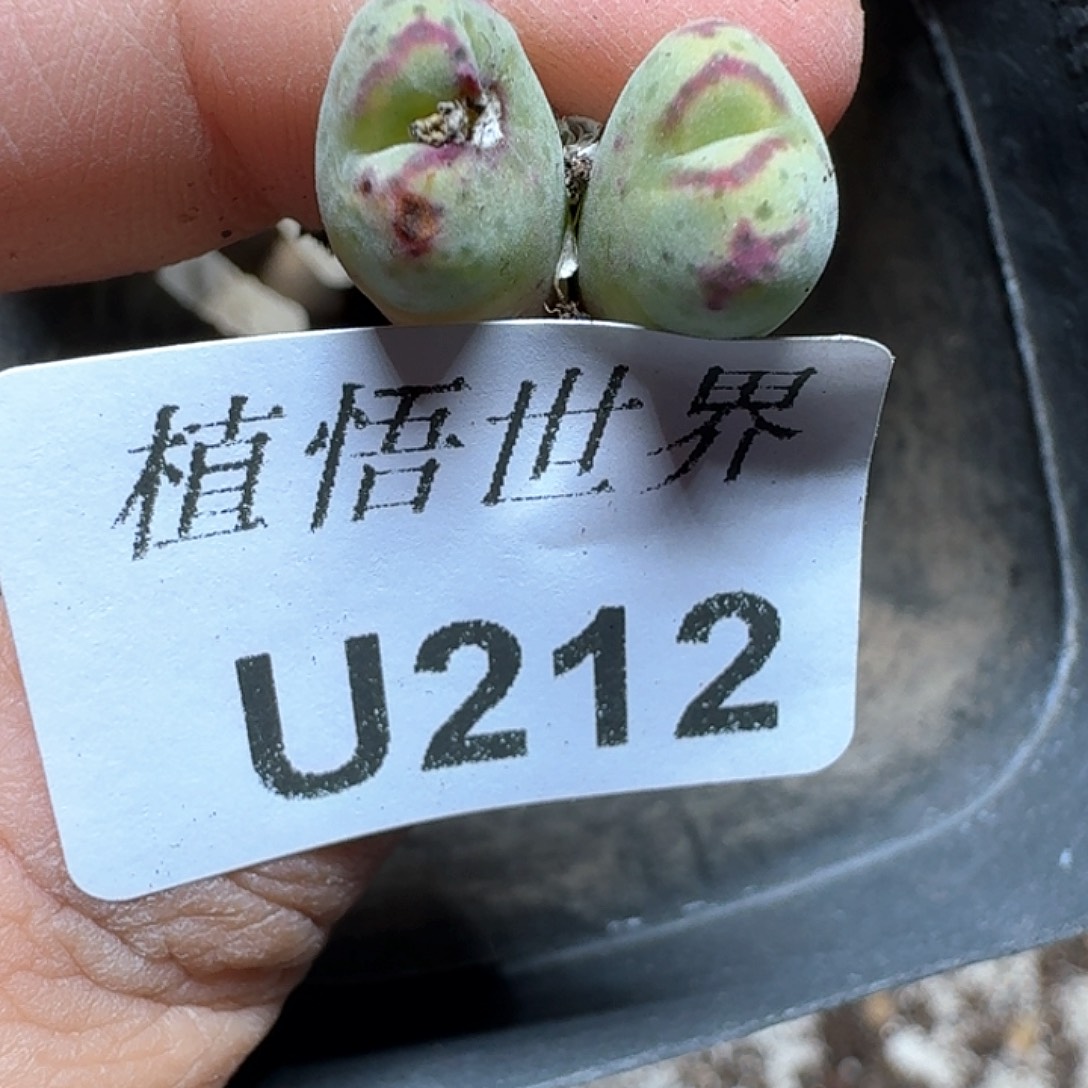 212盒多肉植物哇序j