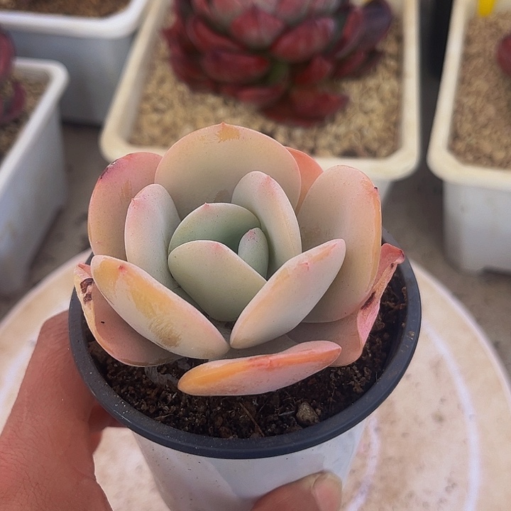 奶茶糖宝多肉一物一拍