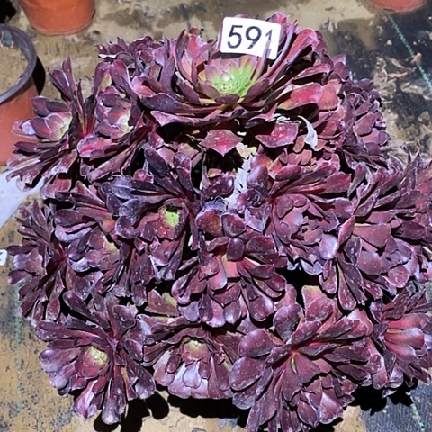 多肉植物法师591红彤壶中班