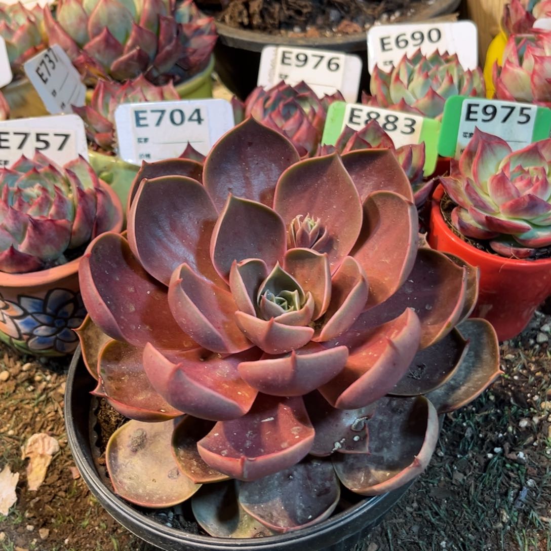 红灯多肉植物有什么