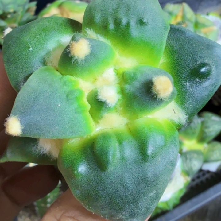 无花朵福利苗接大尤怒涛360