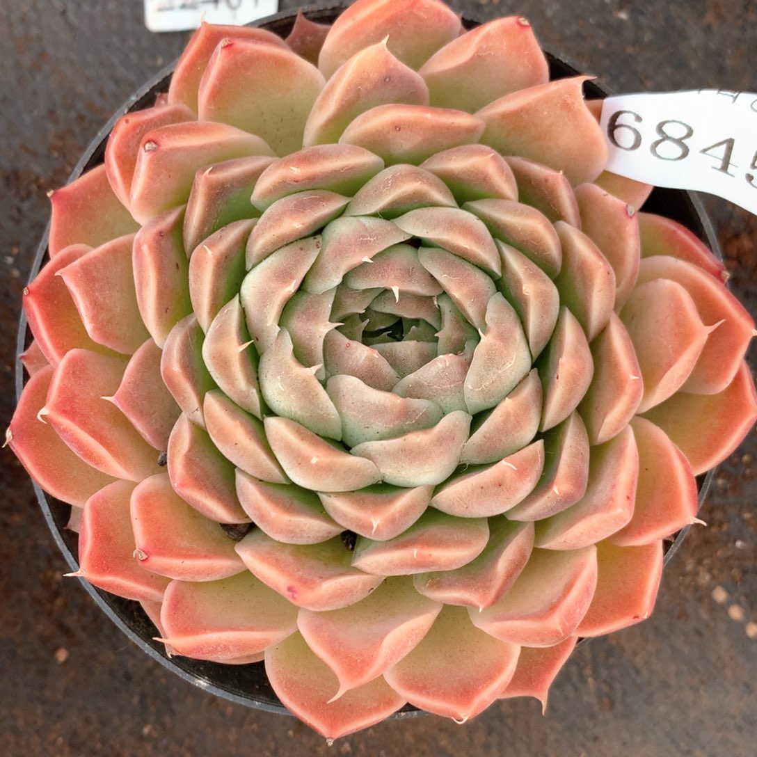 6845杂交多肉植物