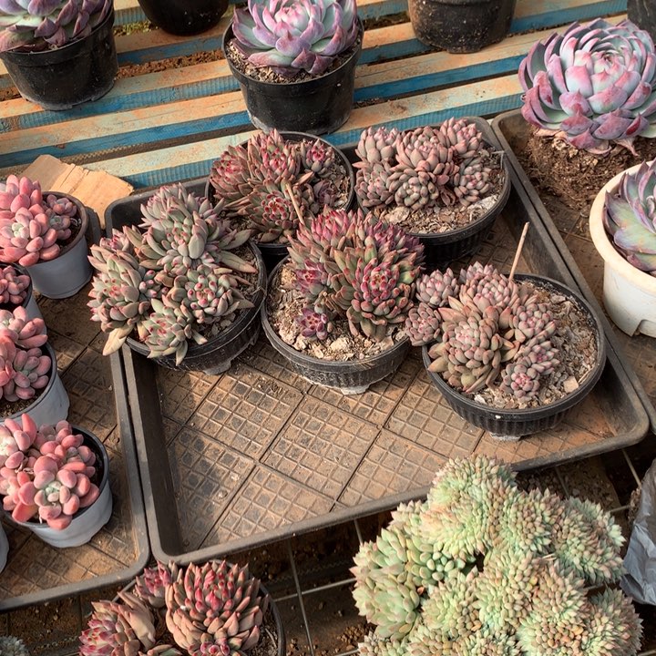 6头岩子群多肉植物两单包邮