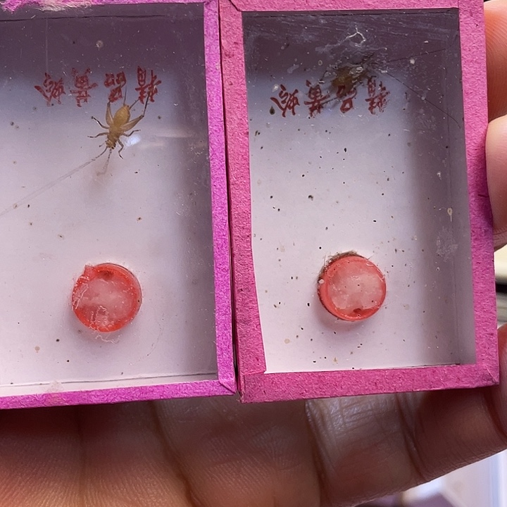 念***疼短须中黄蛉2啊啊啊啊啊