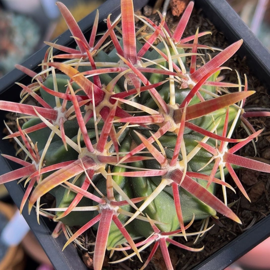 墨西哥丸叶日出小号