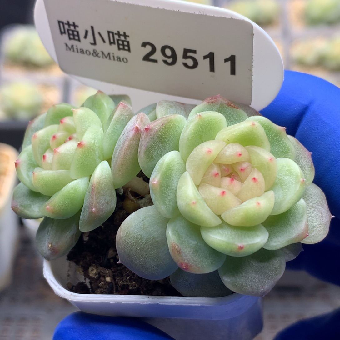 多肉植物杂交珍妮