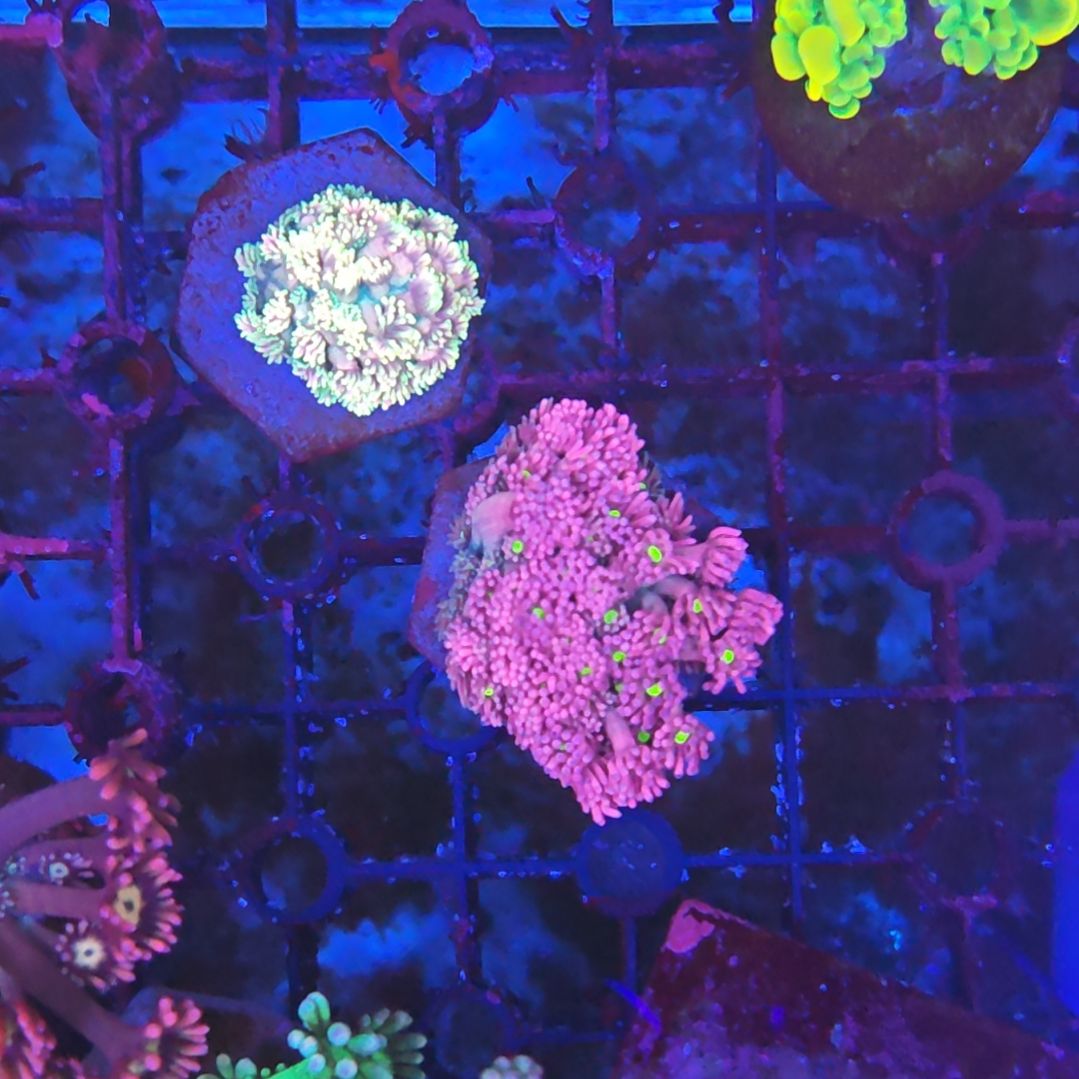 抖音直播间闪购单价单