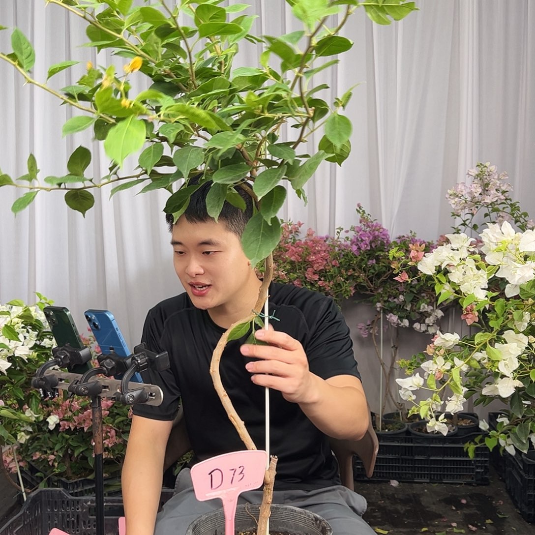 小***园当前无花栽培后可以开花D73变色龙