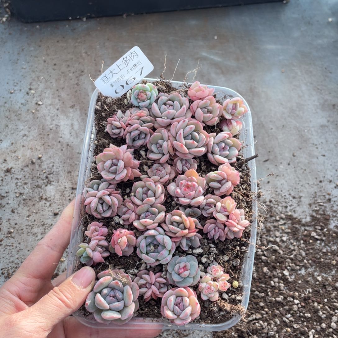 糕大上多肉植物067