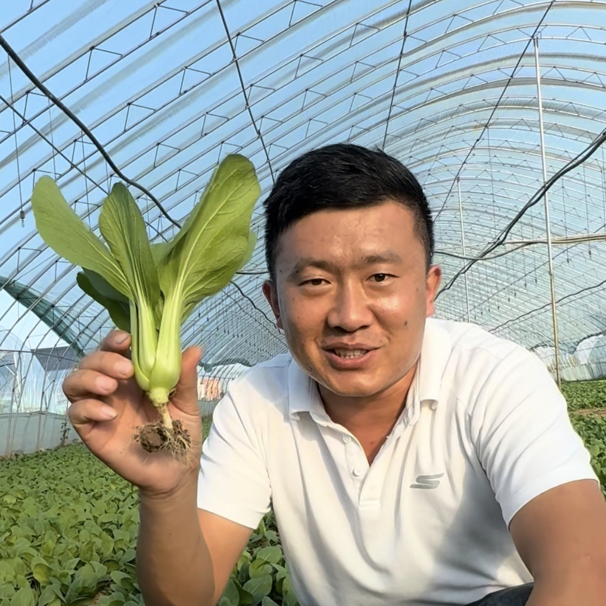 曹州青2号 四季精品上海青曹县青帮大叶面高产抗病