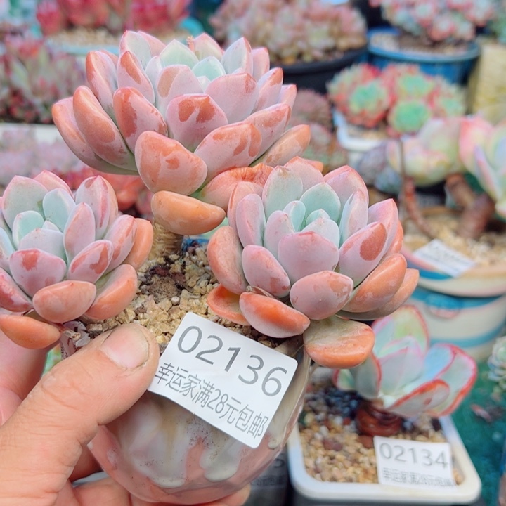 幸运的是我还没遇到你的