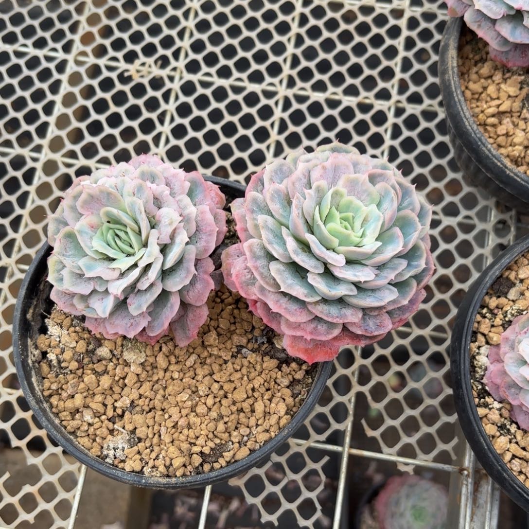 S****哈哈哈哈哈哈好吧宝贝宝贝