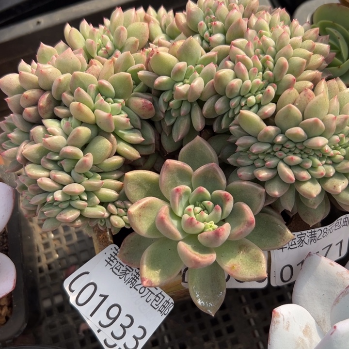 幸运儿的故事也是很有意思