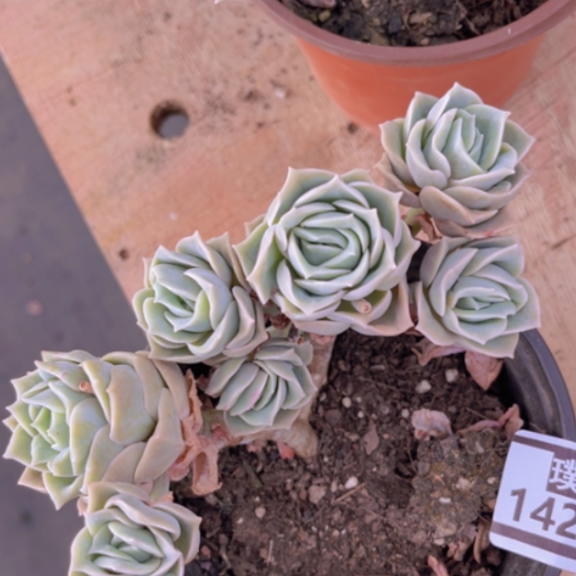 【闪购商品】可爱玫瑰7头14219