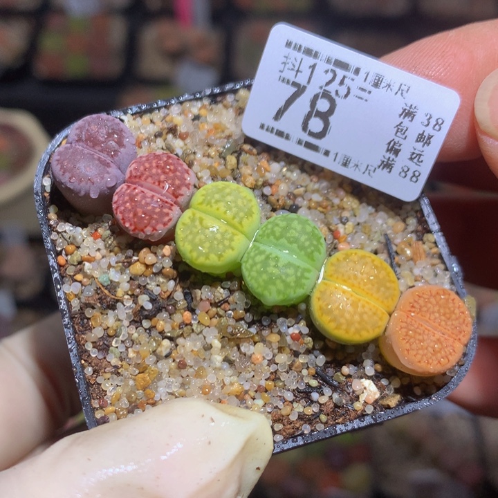 精品生石花125.78