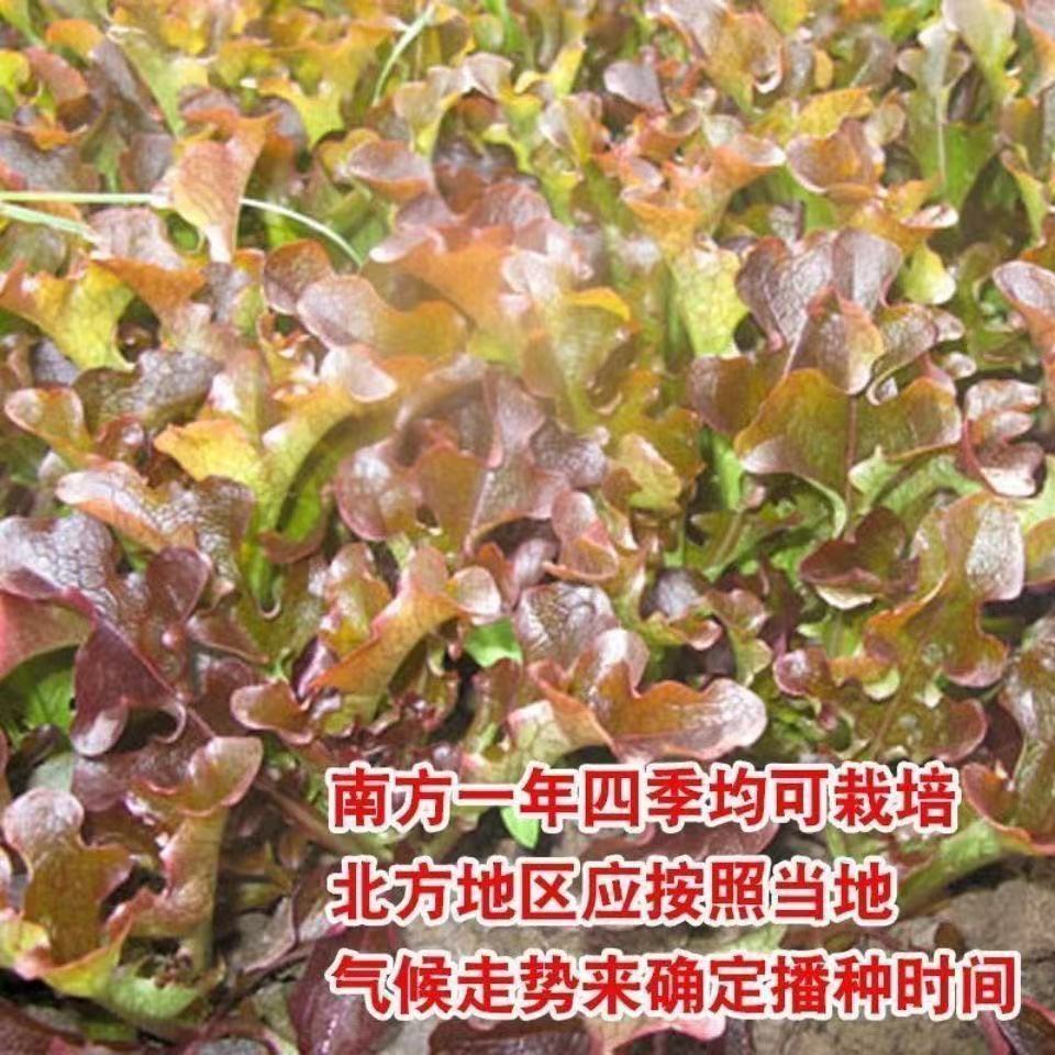 【苞出芽】【厂家直销】养生紫红YY菜开叉油麦菜种子四季播无斑秋冬种