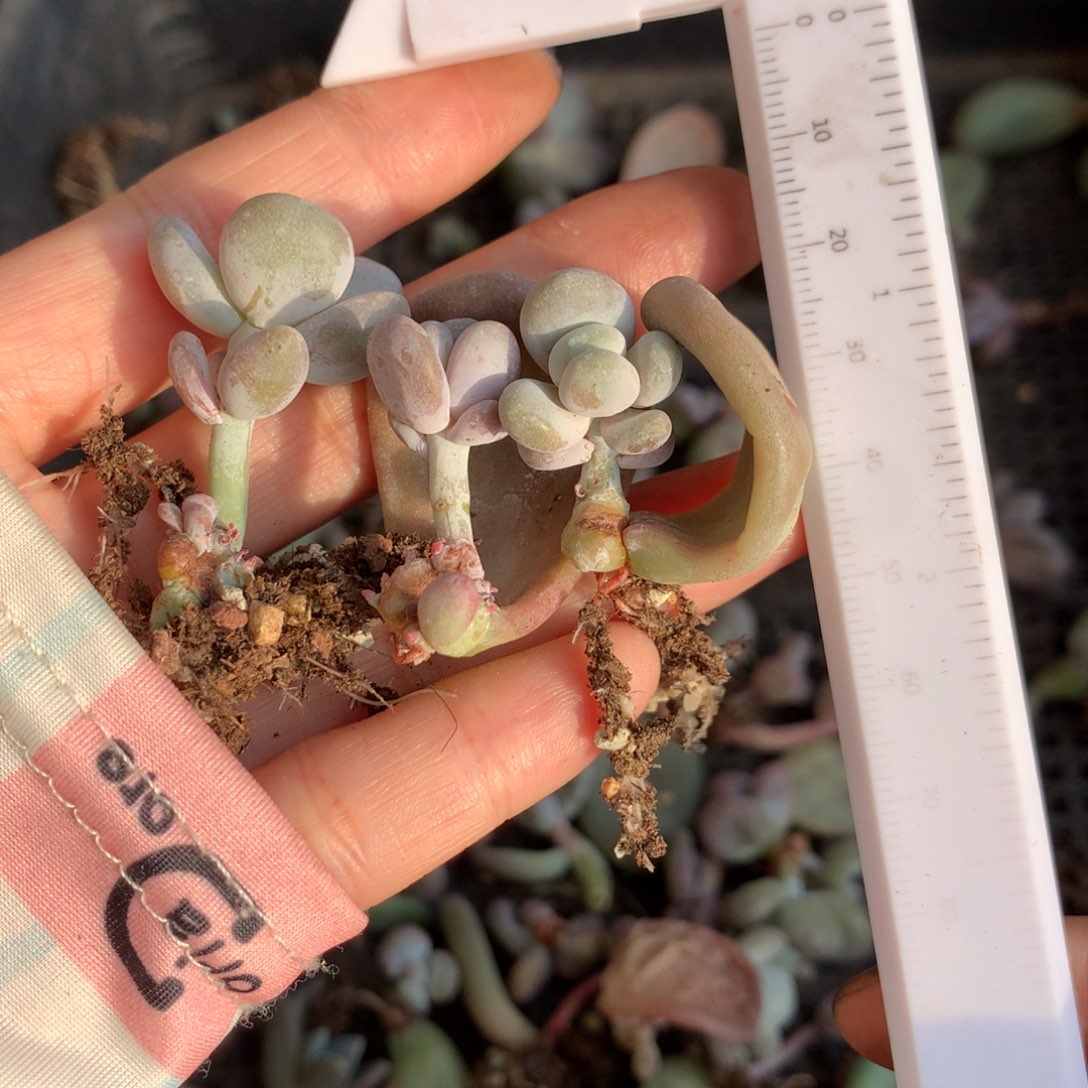 贝壳3个贝壳哈哈哈哈