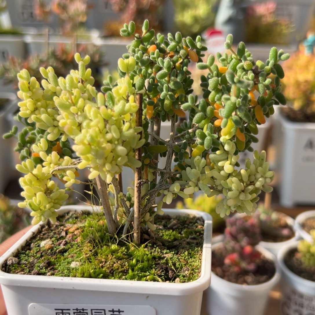 25-649枝干番杏米粒锦阴阳锦七方盆老桩