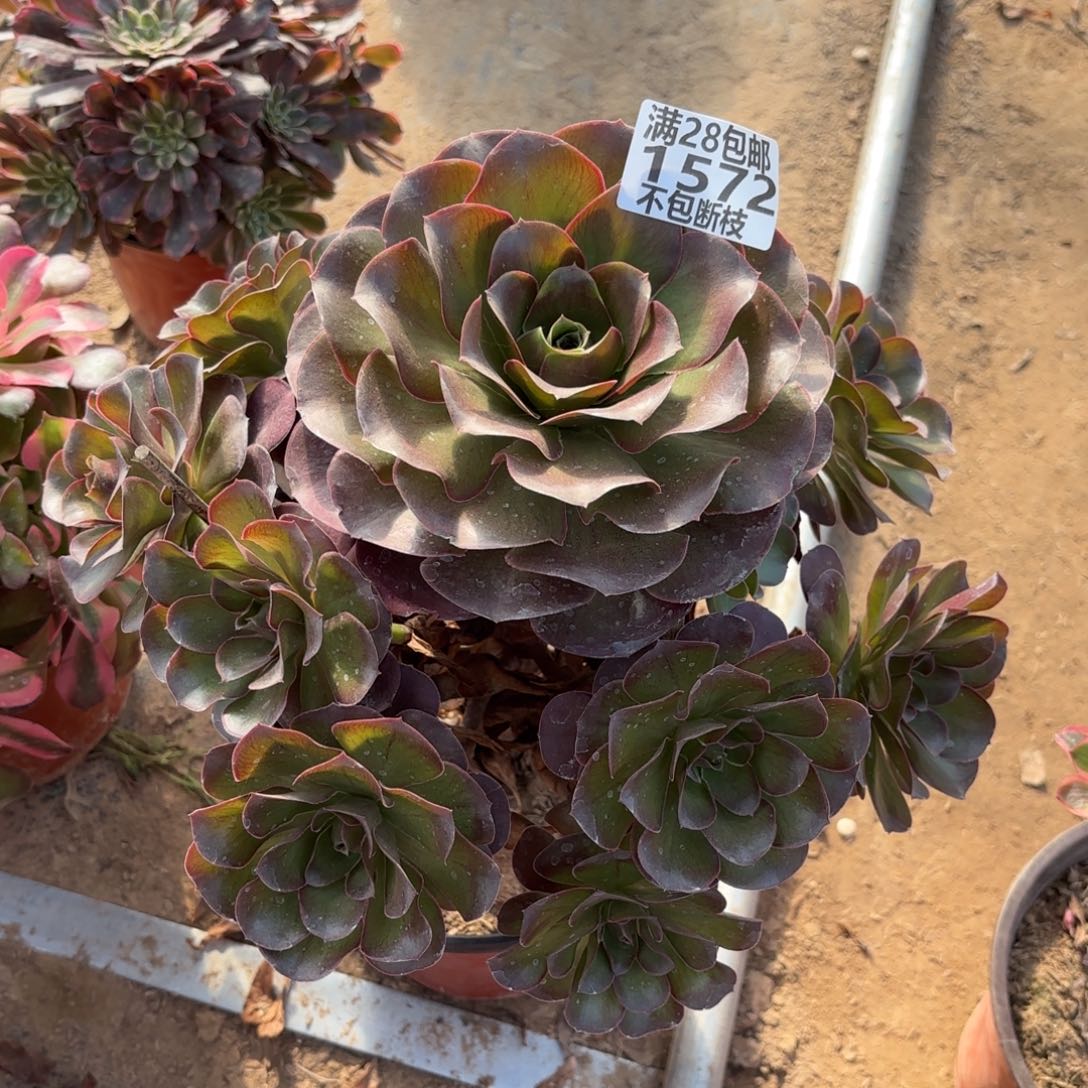 M. 1572魅金玫瑰多肉。aaeee