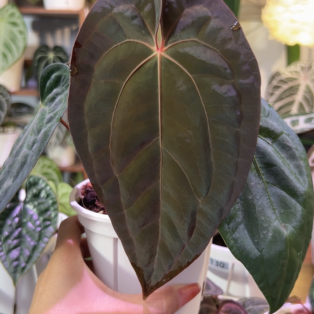 无花朵梅子酱花烛153