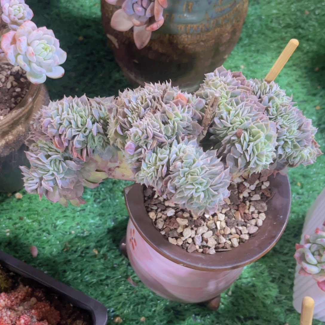 昂斯诺缀03206多肉植物