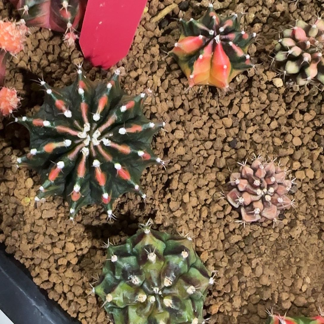 L607-1225泰国发货