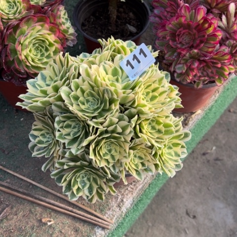 111迈巴赫朵朵多肉，