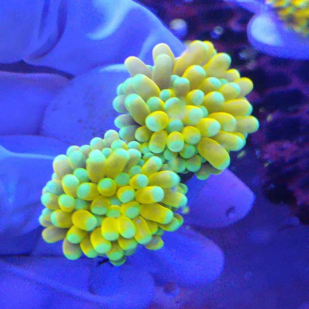 智海珊瑚不支持退货不包邮接受下单