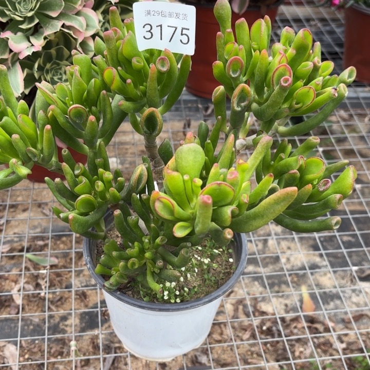 吸财树多肉植物3175