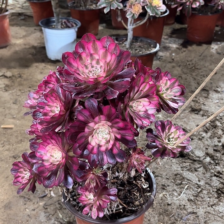 多肉植物红铜白1108