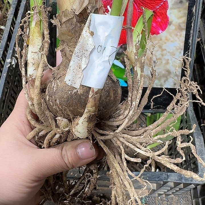 朱顶红发簪6厘米带侧