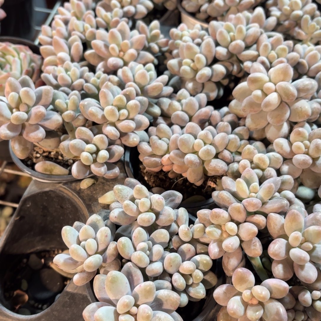 粉色恋人多肉整群9㎝盆