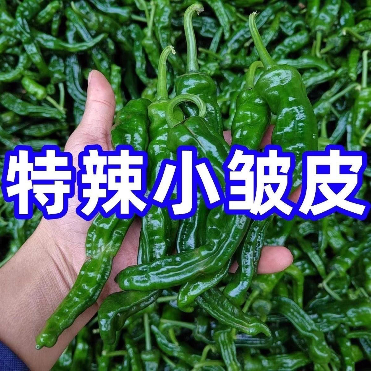 新鲜特辣小皱皮辣椒薄皮青椒农家自种可炒辣子鸡