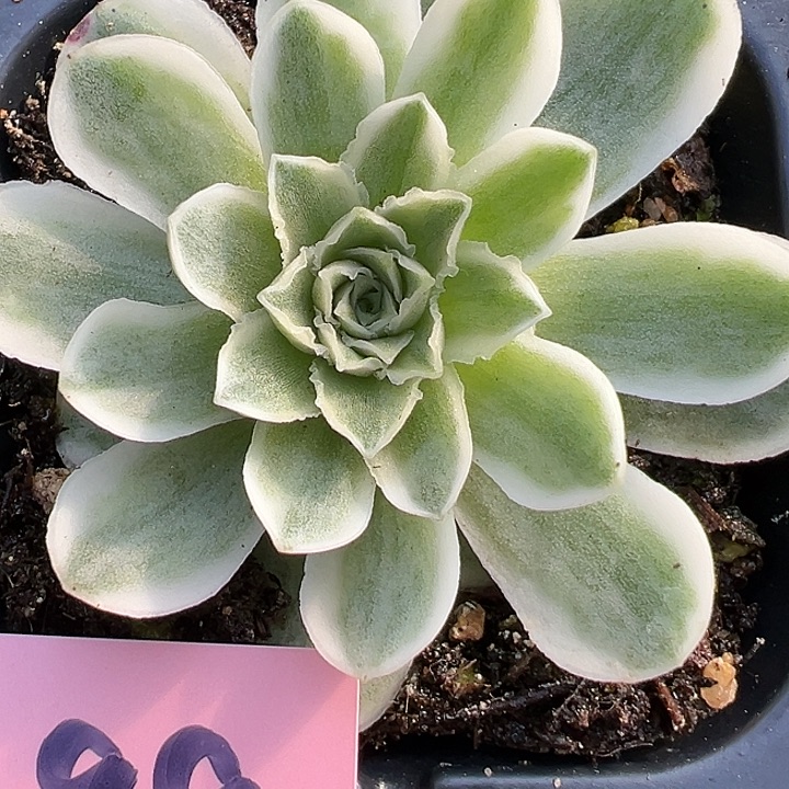 山地玫瑰锦秋夕1099号