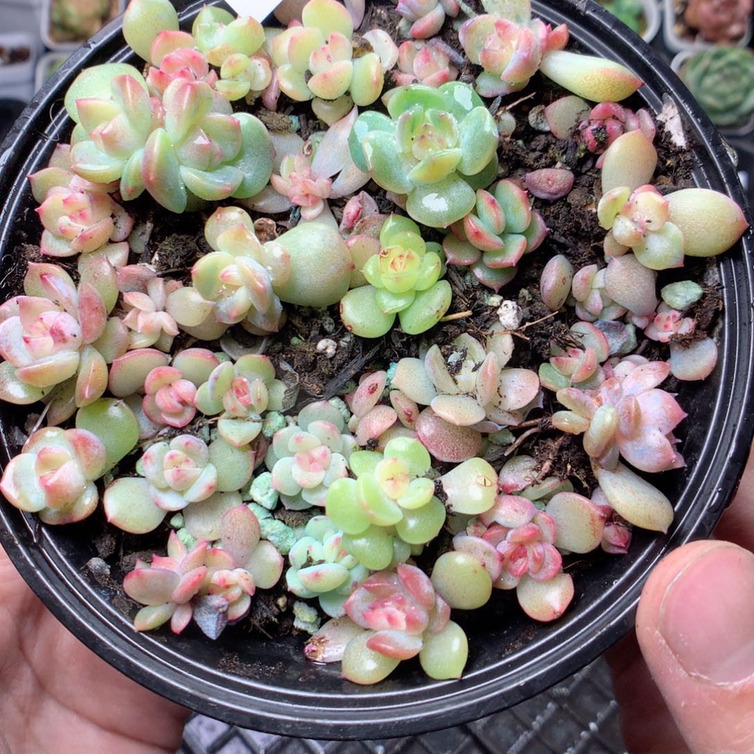 无花朵W41英语英语英语英语