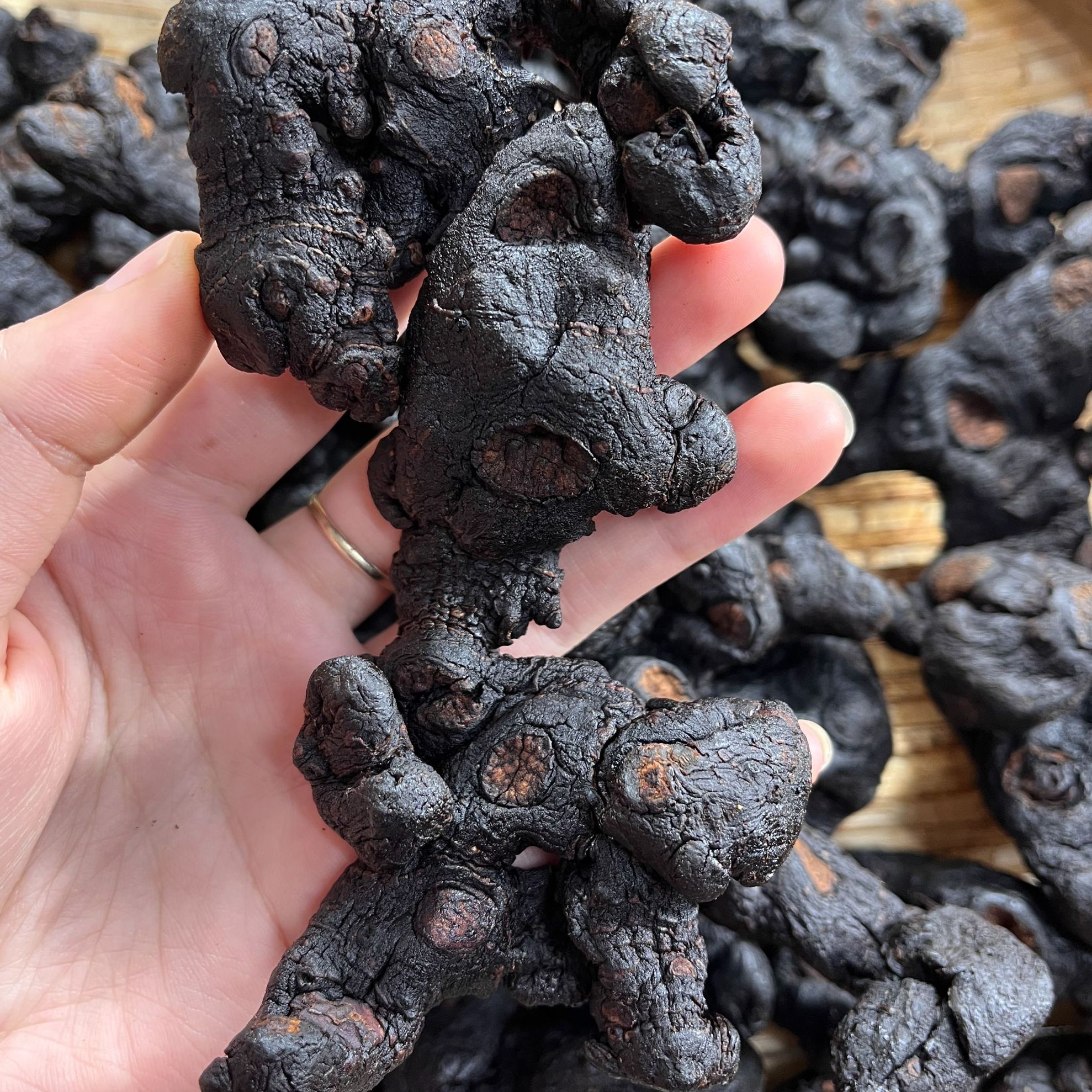 黄静 九蒸九制工艺可即食的野生珍品