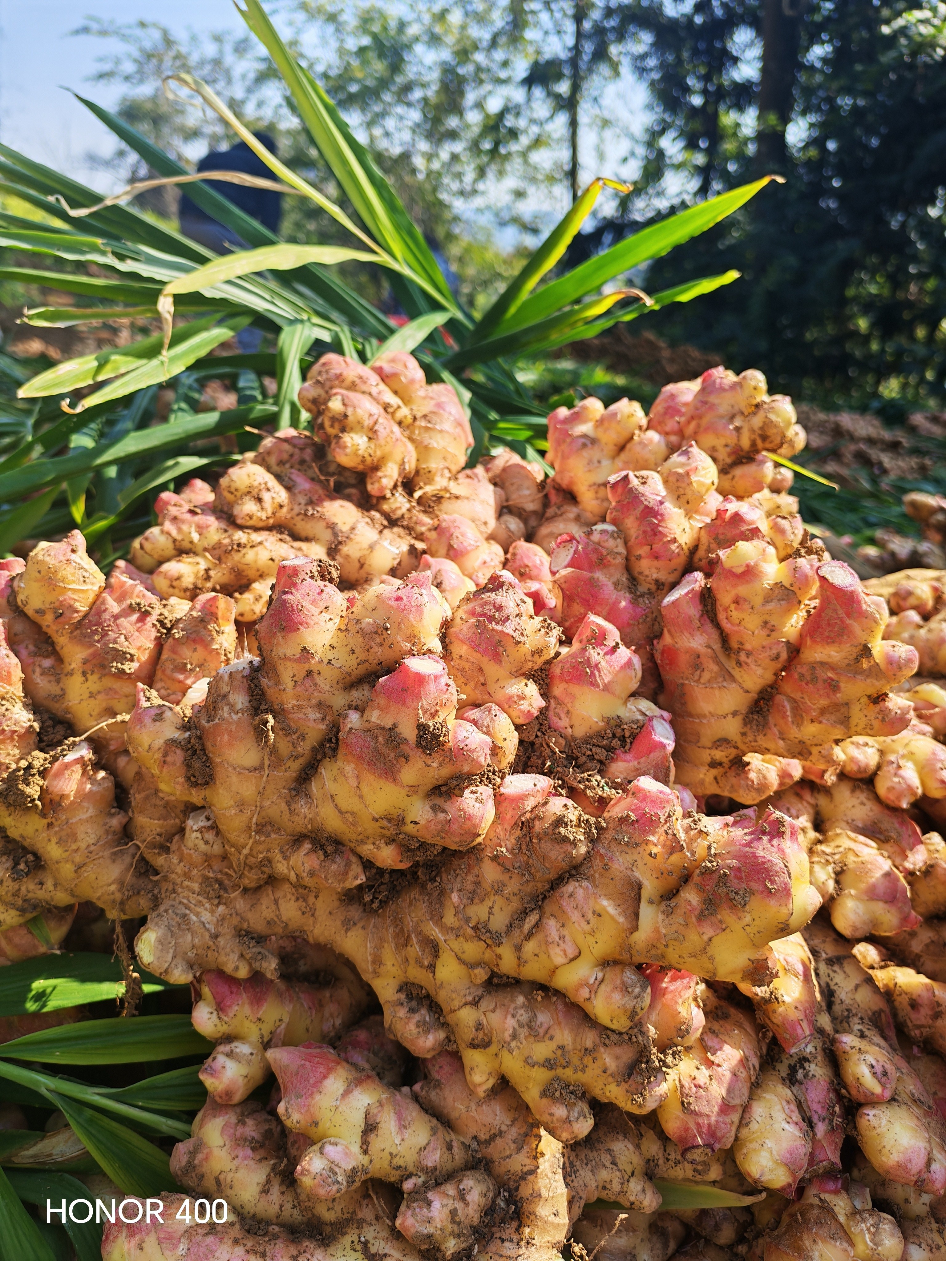 正宗贵州高海拔种植小黄姜现挖现发新鲜嫩姜两年老母姜农家自种