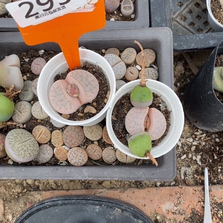 志***建生石花等植物的生长295