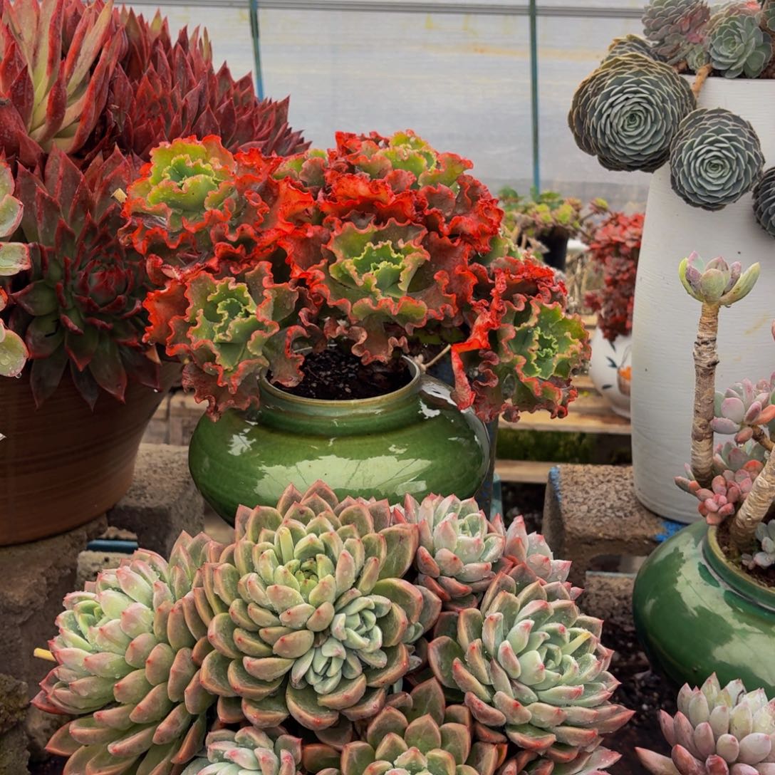 财***到老桩精品肉肉红婚纱