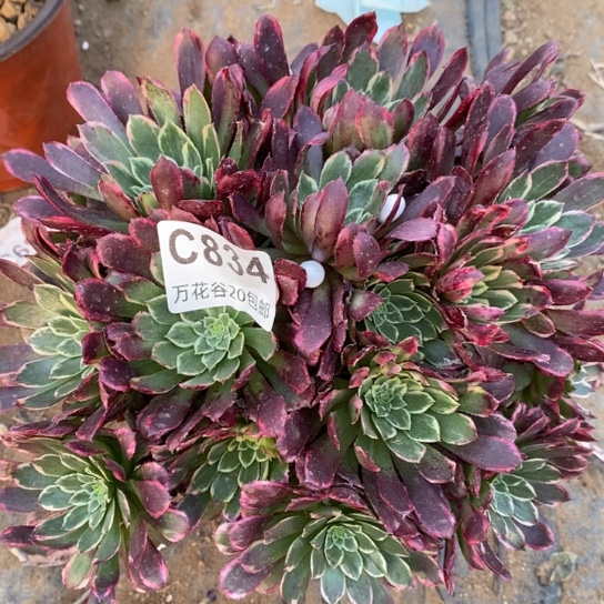 834金丝楠木多肉植物