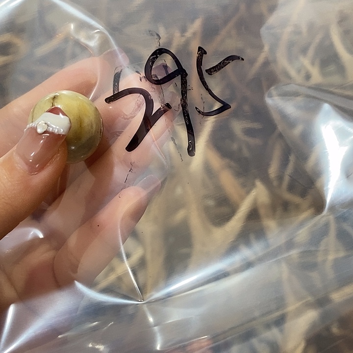 1****无非金属鹿角鹿角