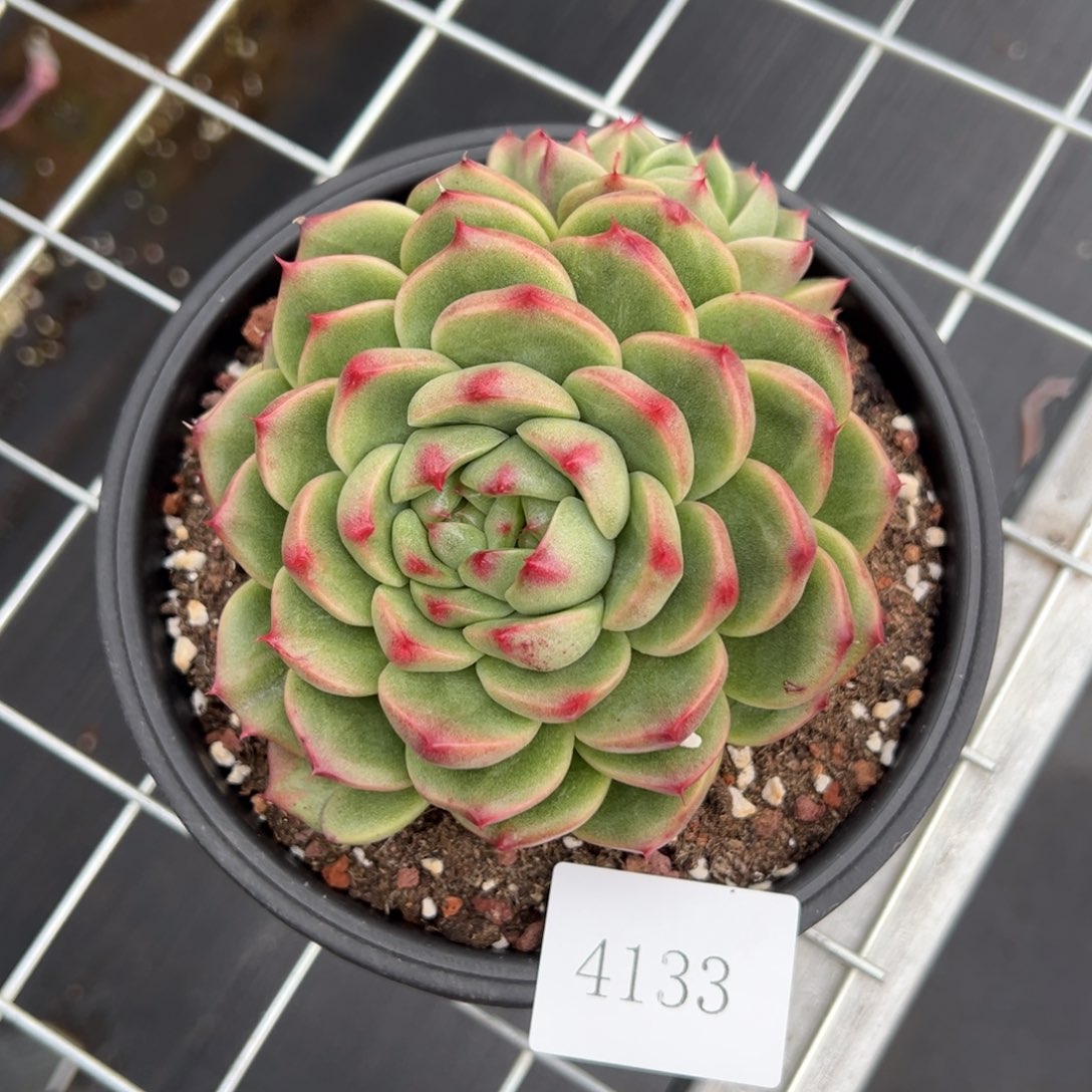 我****鱼4133肉肉肉肉肉