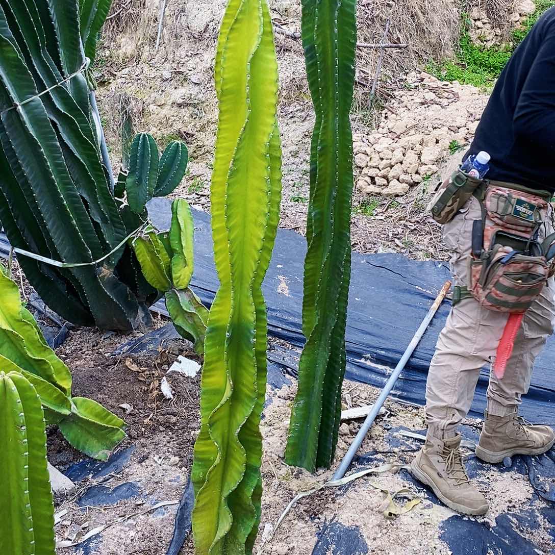 秘鲁苹果高度150厘米左右有根
